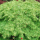Acer palmatum ou érable du Japon : bien choisir sa variété