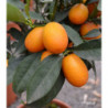 Fortunella margarita - Kumquat