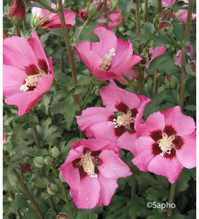 HIBISCUS syriacus Pink giant