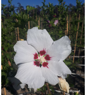 HIBISCUS syriacus Red heart