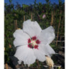 HIBISCUS syriacus Red heart