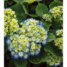 HYDRANGEA macrophylla Bela bleu