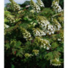 HYDRANGEA quercifolia 