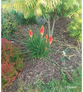 KNIPHOFIA  Red hot popsicle
