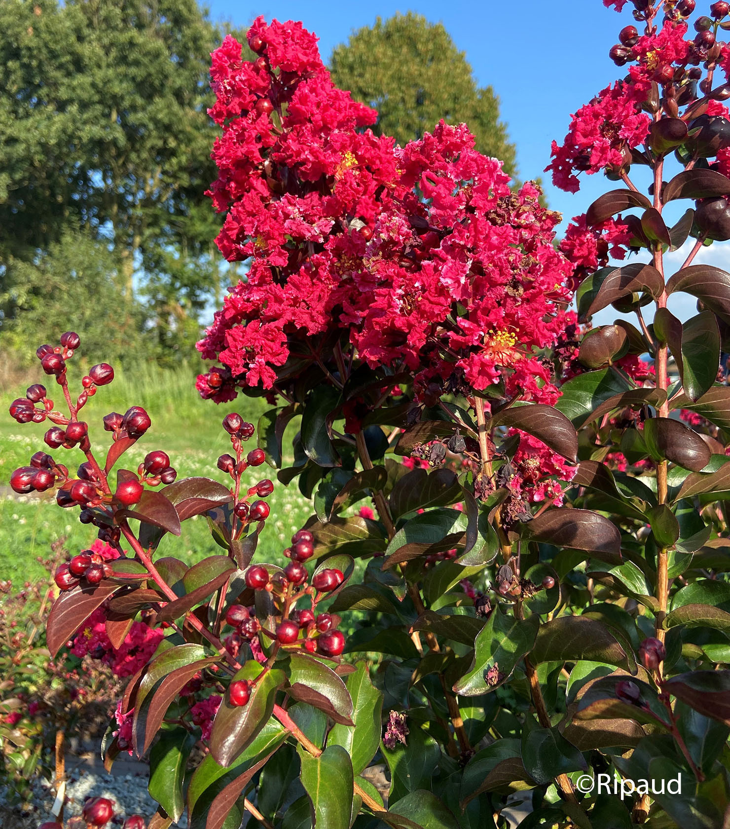 LAGERSTROEMIA indica Dynamite