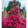 LAGERSTROEMIA indica Fuchsia d'été
