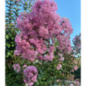 LAGERSTROEMIA indica Montbazillac