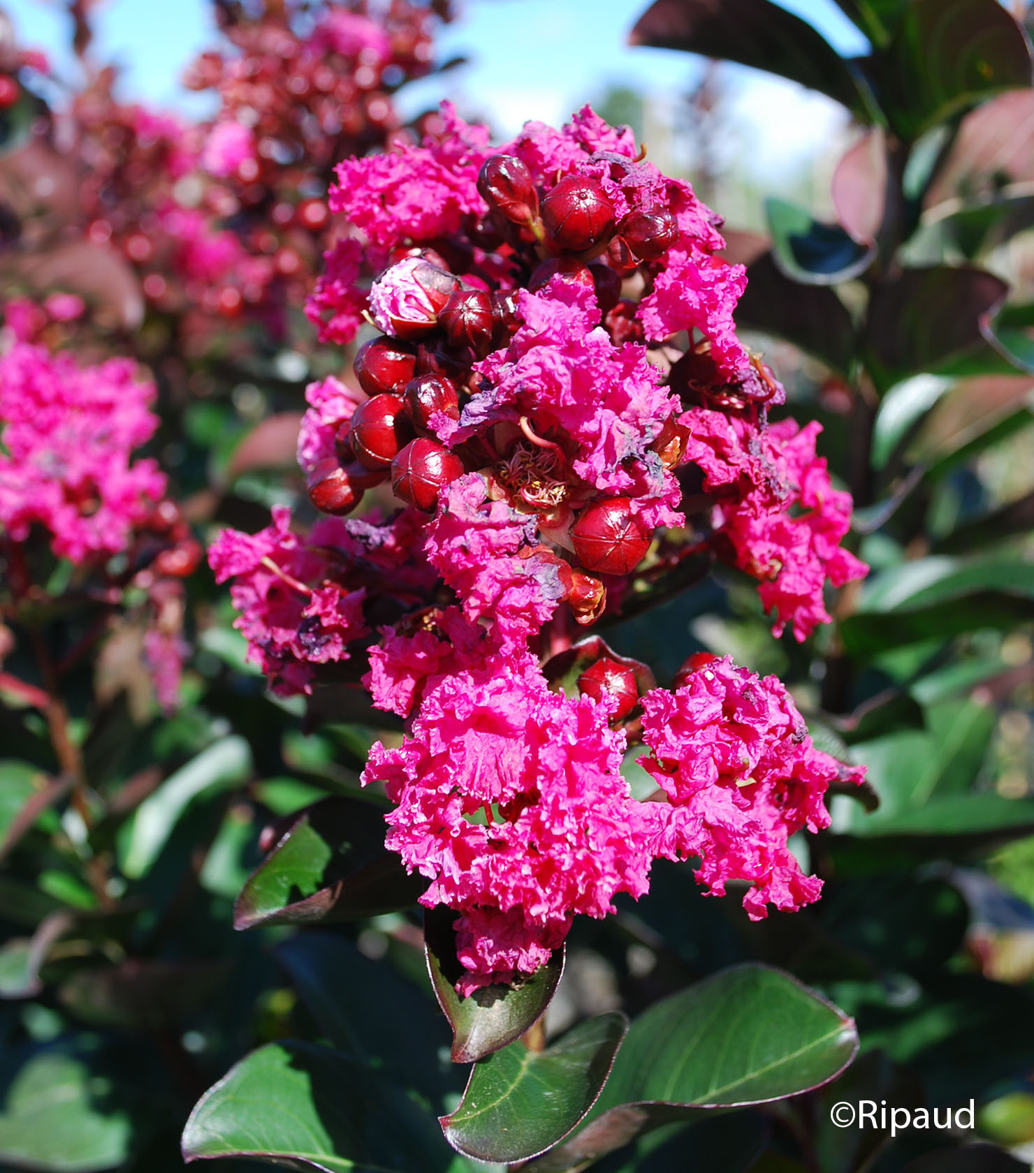 LAGERSTROEMIA indica Pink velours