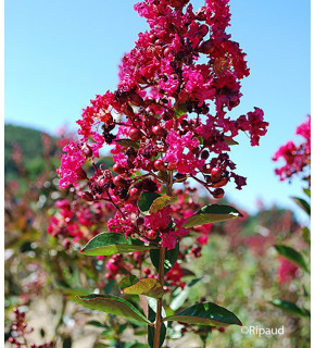 LAGERSTROEMIA indica Red...