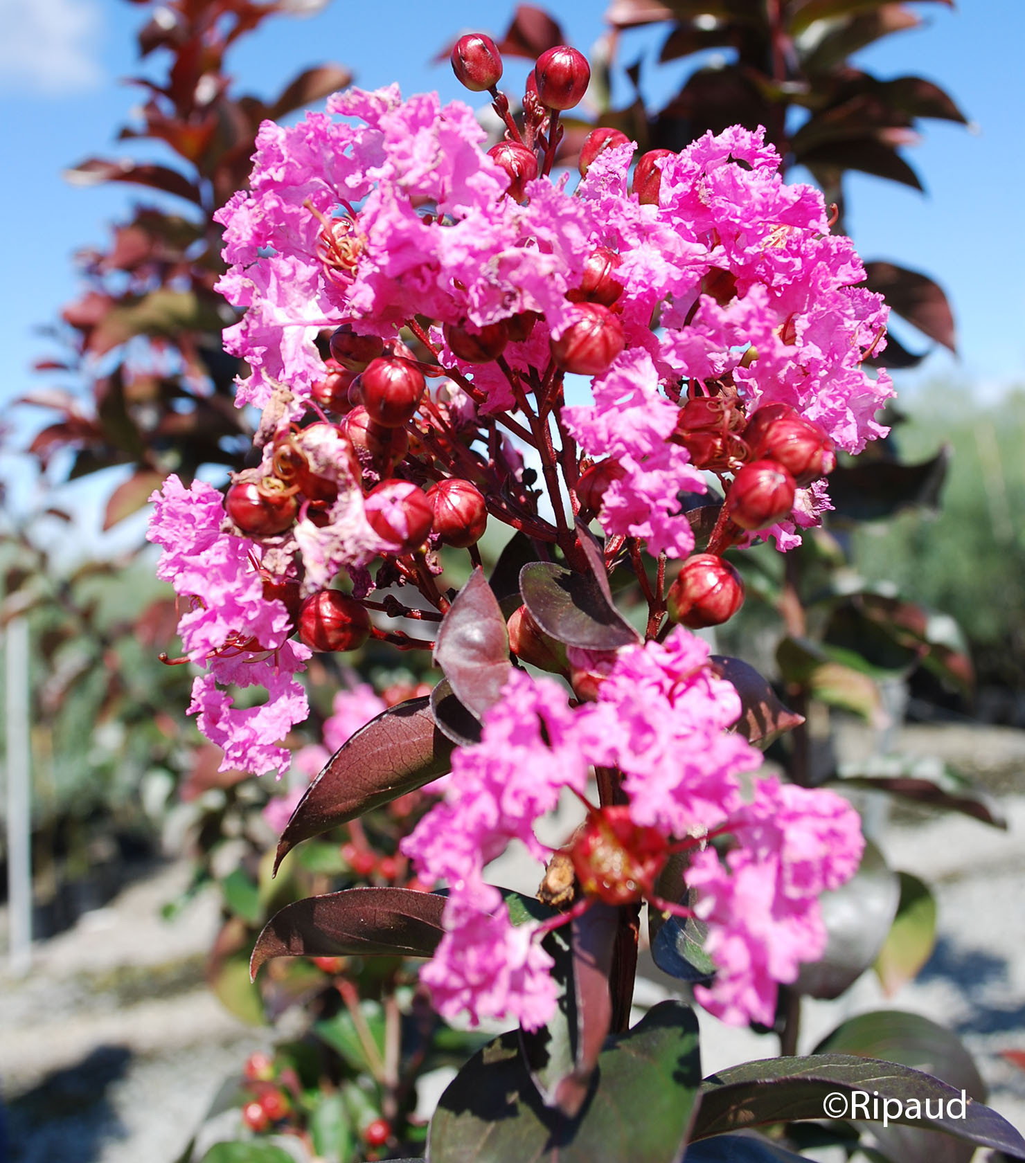 LAGERSTROEMIA indica Rhapsody in pink