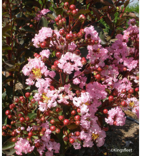 LAGERSTROEMIA indica Rhapsody in pink
