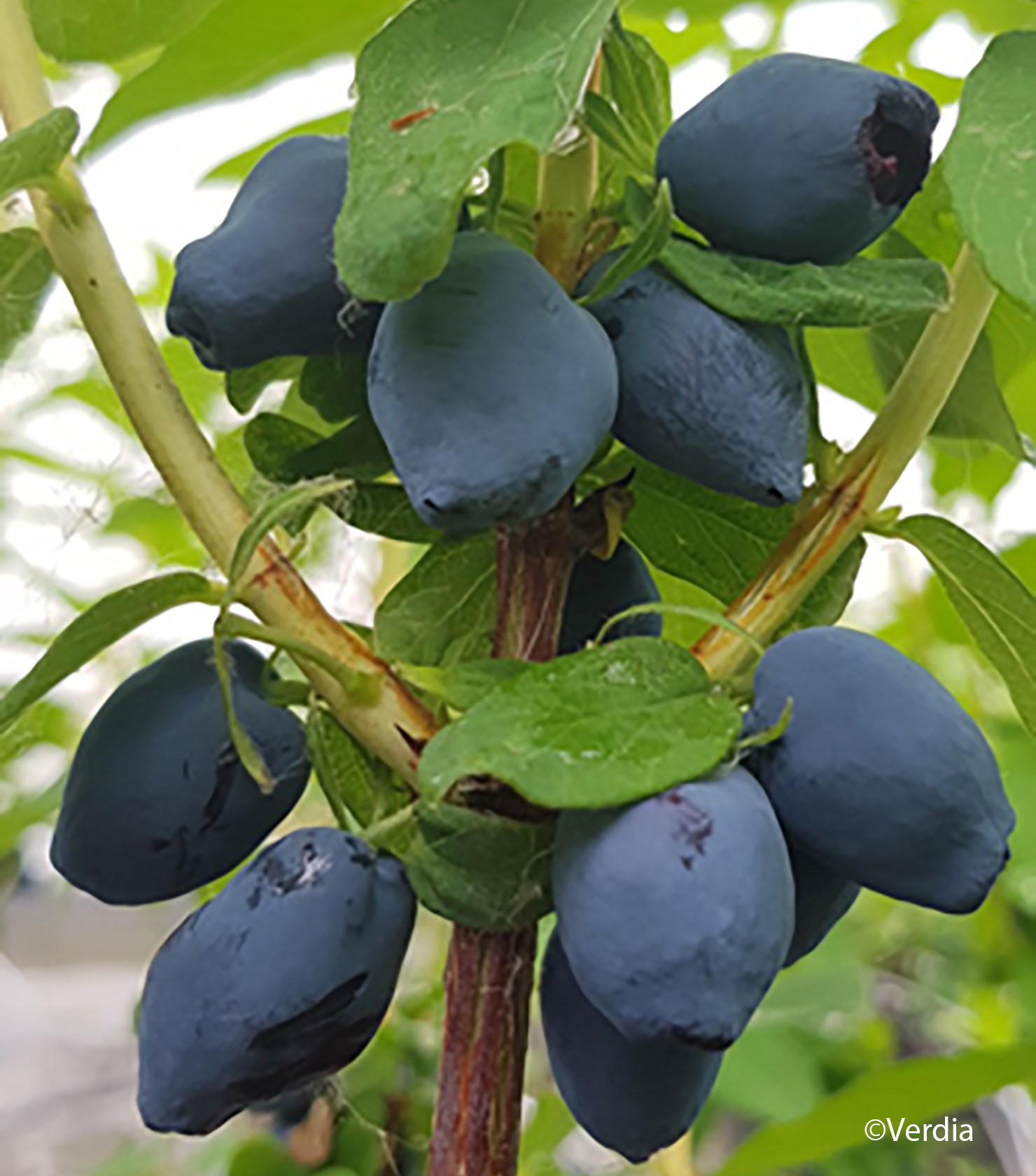 LONICERA caerulea Fruity berry