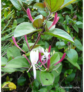 LONICERA japonica Chinensis