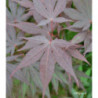ACER palmatum Atropurpureum