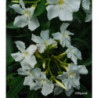 NERIUM oleander Blanc simple