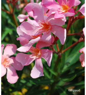 NERIUM oleander Rose simple