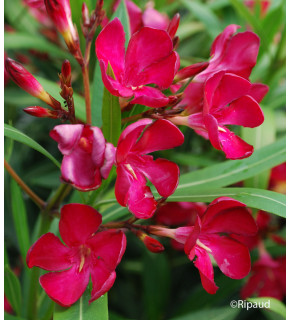 NERIUM oleander Rouge simple