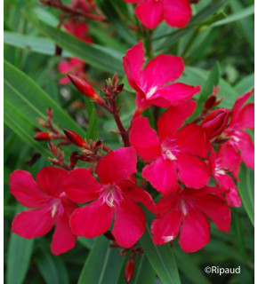 NERIUM oleander Rouge simple