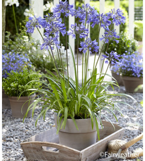 AGAPANTHUS  Ever sapphire