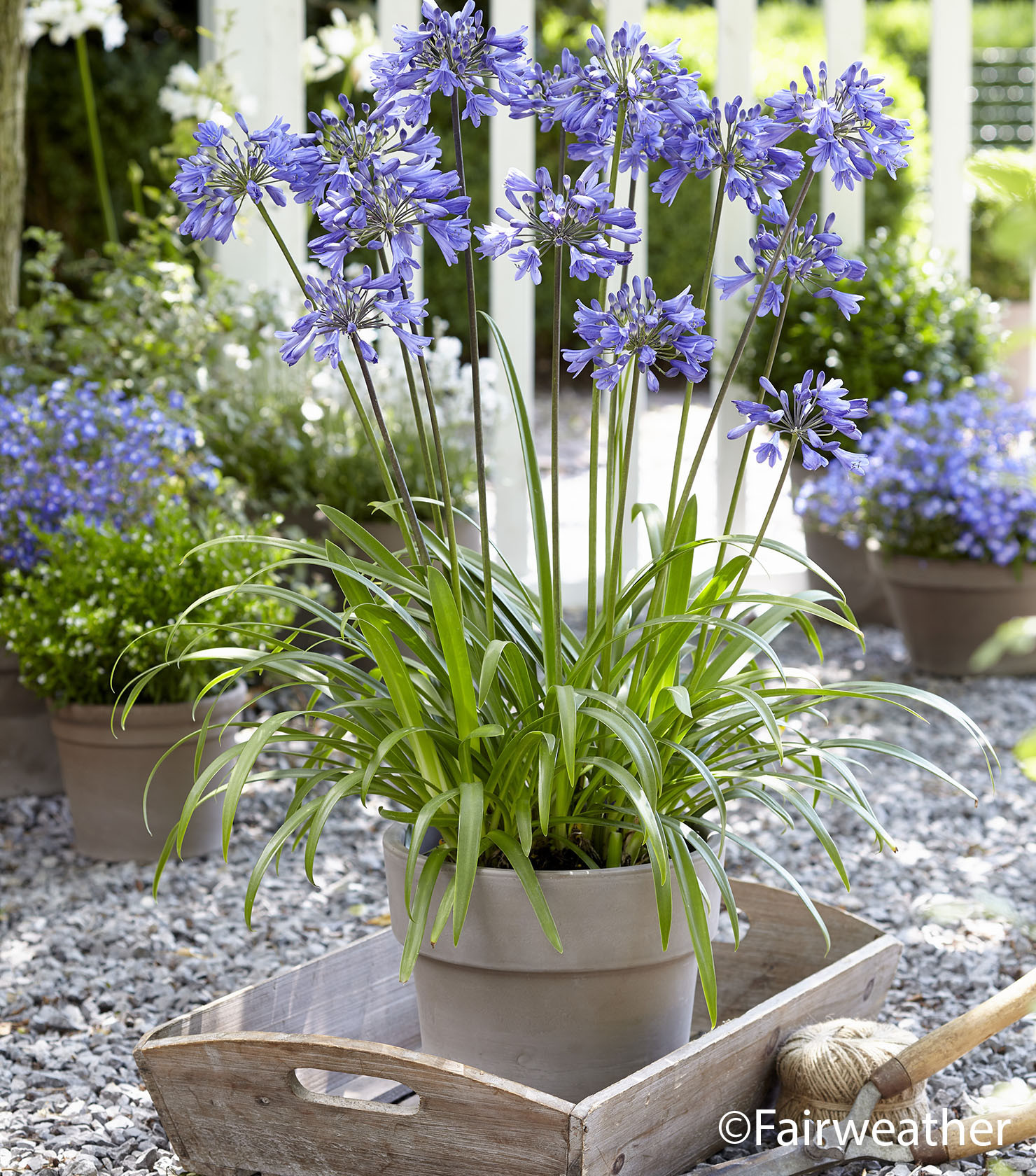 AGAPANTHUS  Ever sapphire