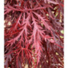 ACER palmatum Crimson queen