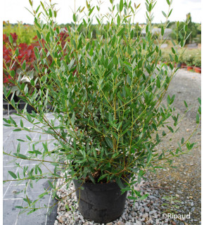 PHILLYREA angustifolia 