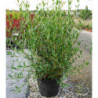 PHILLYREA angustifolia 