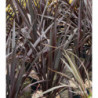 PHORMIUM cookianum Black adder