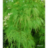 ACER palmatum Dissectum viridis