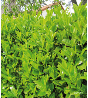 PRUNUS laurocerasus Rotundifolia