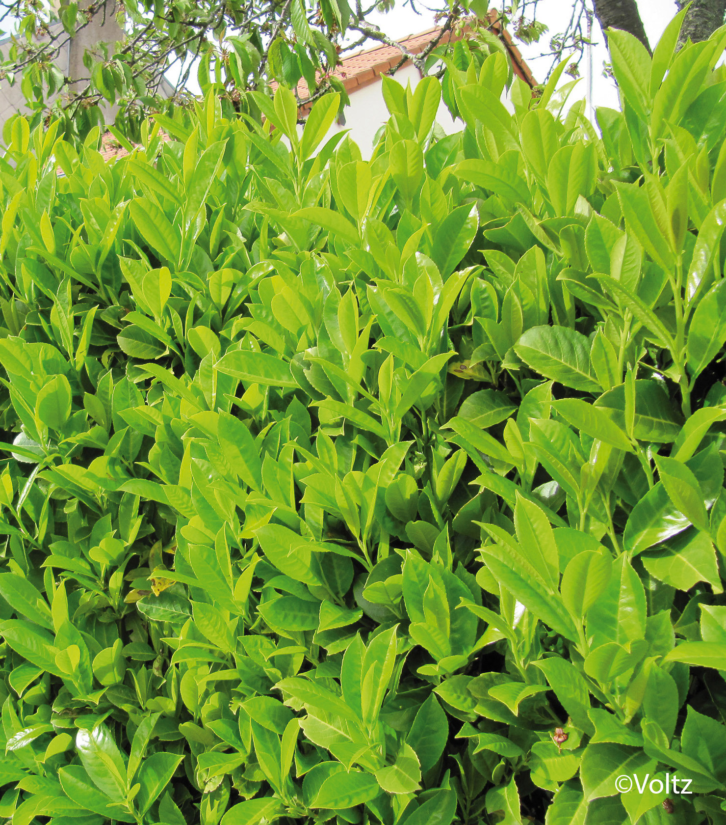 PRUNUS laurocerasus Rotundifolia