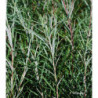 SALIX rosmarinifolia 