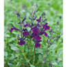 SALVIA microphylla Violette de loire