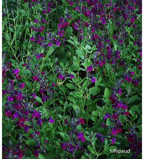 SALVIA microphylla Violette de loire