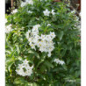 SOLANUM jasminoides Blanc