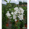 SOLANUM jasminoides Blanc