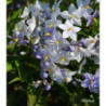 SOLANUM jasminoides Bleu