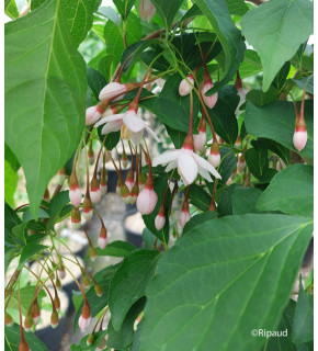 STYRAX japonicus Pink chimes