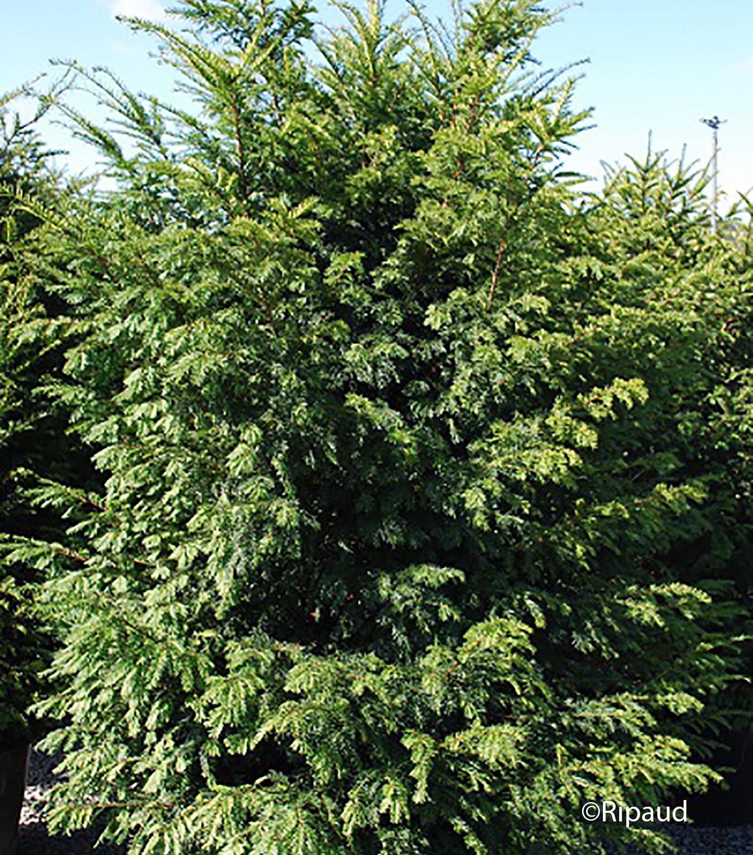 TAXUS baccata 