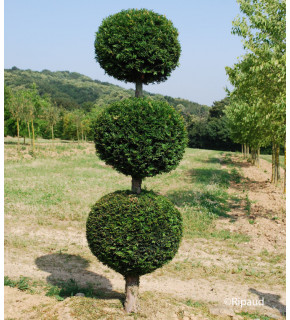 TAXUS baccata 3 boules