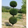 TAXUS baccata 3 boules