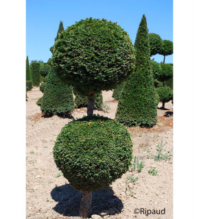 TAXUS baccata 2 boules
