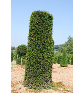 TAXUS baccata Cylindre