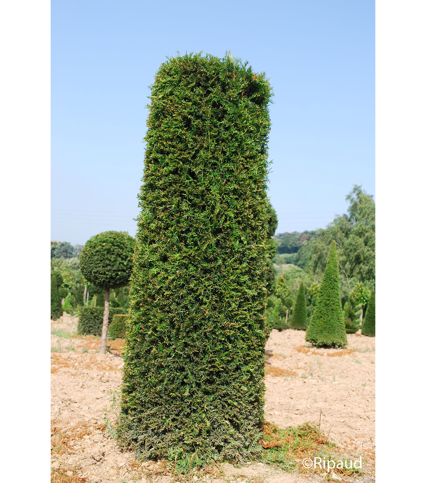 TAXUS baccata Cylindre