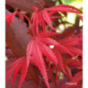 ACER palmatum Red emperor