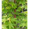 ACER palmatum Red wood