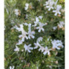 WESTRINGIA fruticosa Blanc