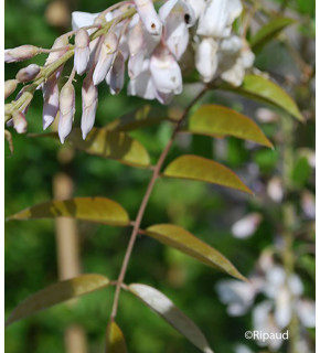 WISTERIA sinensis Blanc