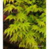 ACER palmatum Red wood