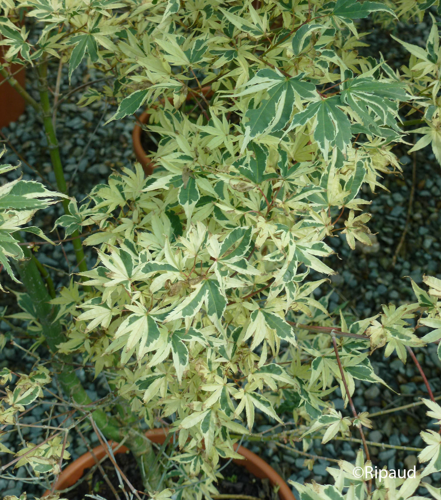 ACER palmatum Roseo marginatum